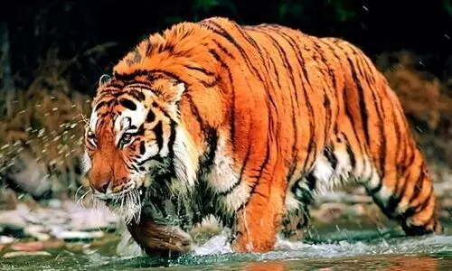 Safaris,Nagarhole,Bandipur,Suspended,Ishwar Khandre, സഫാരി,നാഗർഹോള, ബന്ദിപുർ, ഖ​ന്ദ്രേ