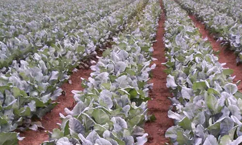 നവംബർ മാസം കൃഷി ചെയ്യേണ്ട പച്ചക്കറികൾ