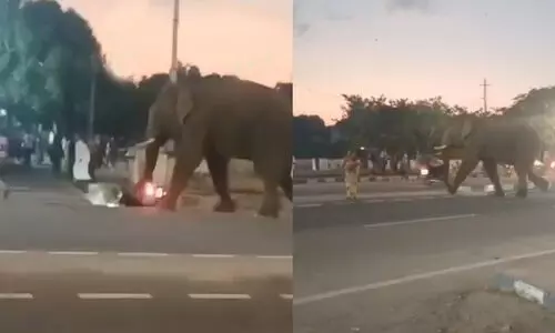 കടുവ ദൗത്യത്തിന് വനംവകുപ്പ് എത്തിച്ച ആന കടന്നൽ കുത്തേറ്റ് വിരണ്ടോടി; ഗുണ്ടൽപേട്ട് ടൗണിൽ പരക്കം പാഞ്ഞ് ജനം