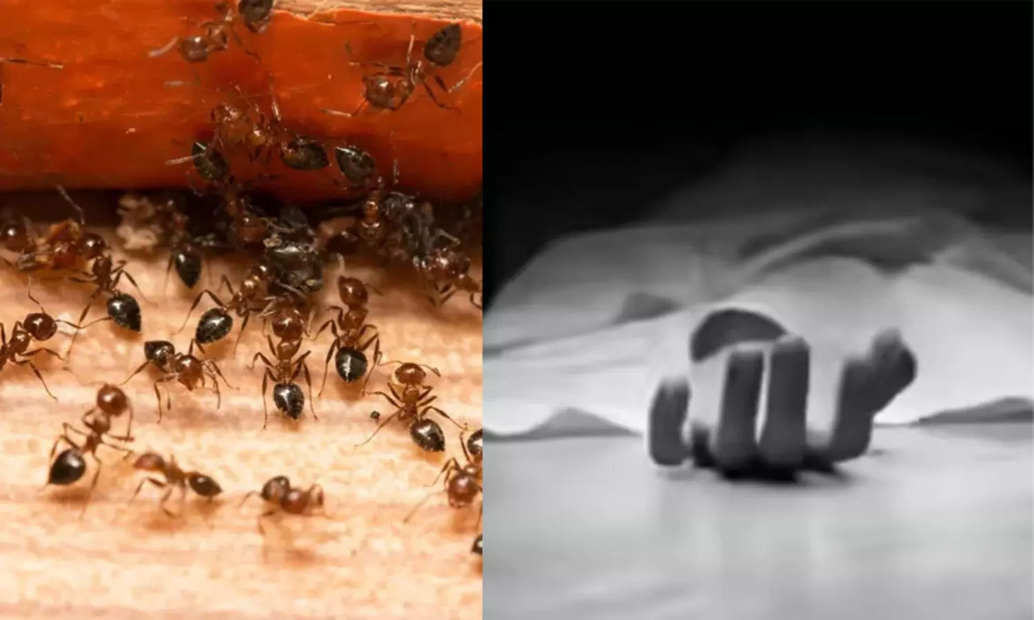 ശ്രീ... ക്ഷമിക്കണം, എനിക്ക് ഉറുമ്പുകളുടെ കൂടെ ജീവിക്കാൻ കഴിയില്ല; തെലങ്കാനയിൽ ജീവനൊടുക്കി യുവതി