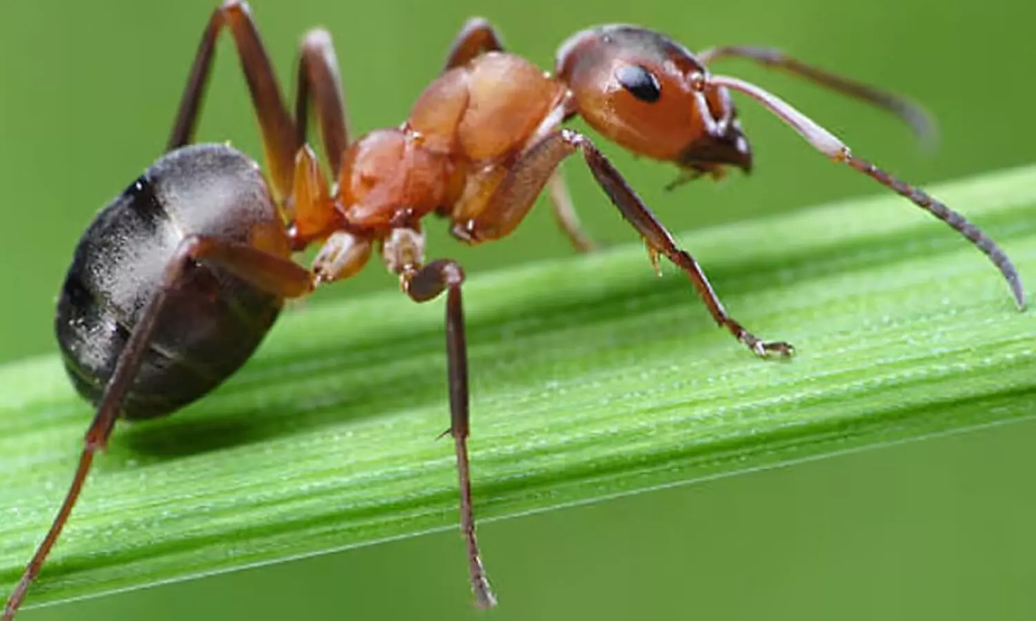 ഉറുമ്പുകളെ അമിതമായി ഭയമുണ്ടോ? നിസാരമായി കാണേണ്ട; എന്താണ് മൈർമെകോഫോബിയ‍?