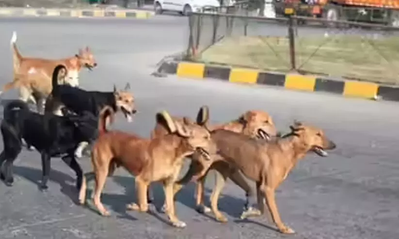 കുരച്ചു ചാടി തെരുവ്​ നായ്​ക്കൾ; പാഞ്ഞോടി ജനം