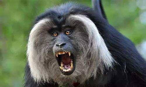 ‘മൃഗശാലയിൽ കടിപിടി’; സിംഹവാലൻ കുരങ്ങ് ചത്തു