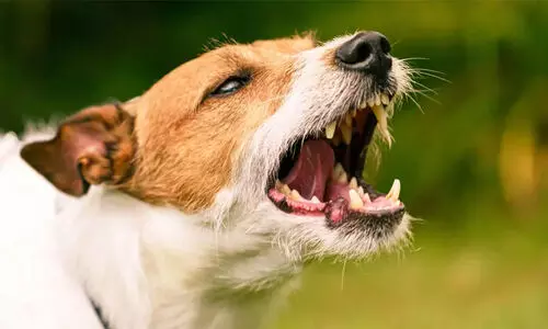 തളിക്കുളത്ത് ചത്ത നിലയിൽ കണ്ടെത്തിയ തെരുവ് നായ്ക്ക് പേ വിഷബാധ