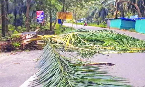 കാട്ടാനകൾ റോഡിലേക്ക് പന മറിച്ചിട്ടു; ഏഴാറ്റുമുഖത്ത് ഗതാഗത തടസ്സം