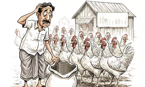 അറക്കപ്പൊടി കിട്ടാനില്ല; കോഴിവളർത്തൽ മേഖല   പ്രതിസന്ധിയിൽ