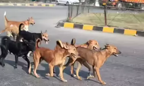 കുരച്ചു ചാടി തെരുവ്​ നായ്​ക്കൾ; പാഞ്ഞോടി ജനം