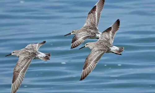 കിഴക്കൻ നോട്ടും വാൾകൊക്കനും കാപ്പാട് തീരത്ത്