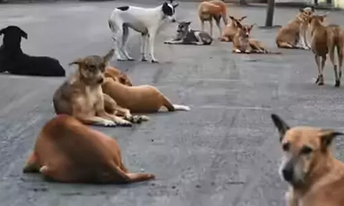 വീണ്ടും തെരുവുനായ്​ ആക്രമണം