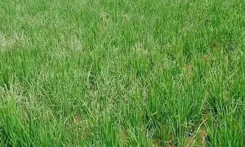 നെൽകർഷകരുടെ ഉറക്കംകെടുത്തി ഓലചുരുട്ടി പുഴു നെൽകർഷകരുടെ ഉറക്കംകെടുത്തി ഓലചുരുട്ടി പുഴു