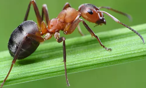 ഉറുമ്പുകളെ അമിതമായി ഭയമുണ്ടോ? നിസാരമായി കാണേണ്ട; എന്താണ് മൈർമെകോഫോബിയ‍?