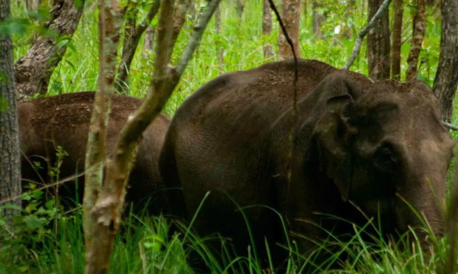 കുളത്തുമണ്ണിൽ വീണ്ടും കാട്ടാനയിറങ്ങി; ഉ​റ​ക്ക​മി​ല്ലാ​തെ നാ​ട്ടു​കാ​രും വ​ന​പാ​ല​ക​രും