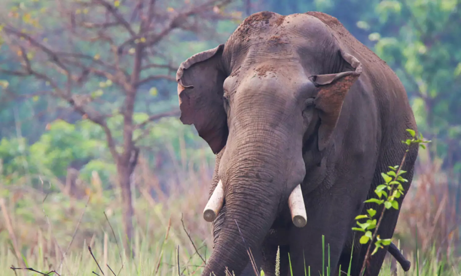 കാട്ടാന ആക്രമണം; പ്രശ്നമൊഴിയും വരെ വനംവകുപ്പിന്റെ സേവനം തുടരുമെന്ന് മന്ത്രി കെ. രാജൻ