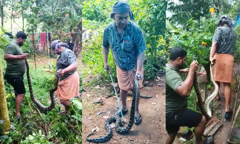 Python, Keekozhoor Python, Keekozhoor