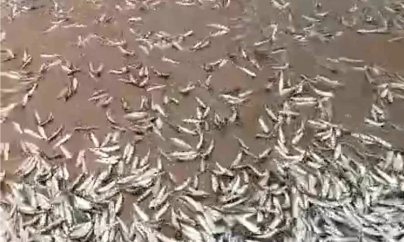 മത്തിച്ചാകര; കരക്കടിഞ്ഞത് ലോഡുകണക്കിന് മത്തിച്ചാകര; കരക്കടിഞ്ഞത് ലോഡുകണക്കിന്