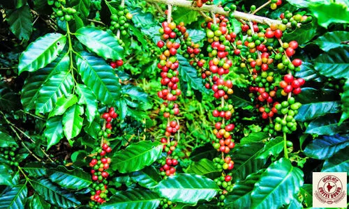 കാ​പ്പി ക​ർ​ഷ​ക​ർ​ക്ക് കൈ​നി​റ​​യെ ആ​നു​കൂ​ല്യ​ങ്ങ​ൾ