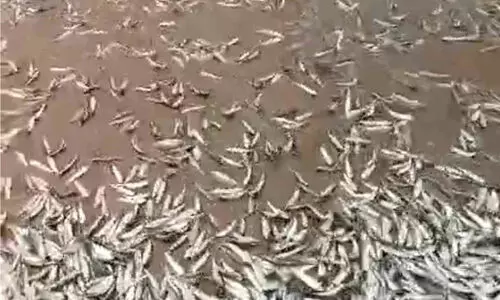 മത്തിച്ചാകര; കരക്കടിഞ്ഞത് ലോഡുകണക്കിന്