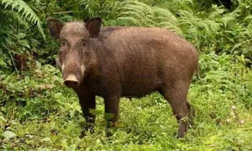കാട്ടുപന്നി കുറുകെ ചാടി; സ്‌കൂട്ടർ യാത്രികന് ഗുരുതര പരിക്ക്