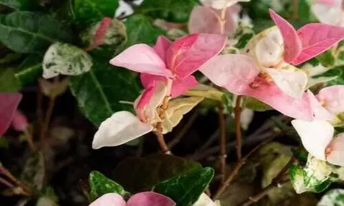 ത്രി​വ​ർ​ണ മു​ല്ല