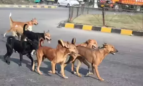 സുപ്രീംകോടതി ഇടപെടലിൽ പ്രതീക്ഷ; തെരുവ് നായ്ക്കളെ നീക്കാതെ രക്ഷയില്ല സുപ്രീംകോടതി ഇടപെടലിൽ പ്രതീക്ഷ; തെരുവ് നായ്ക്കളെ നീക്കാതെ രക്ഷയില്ല