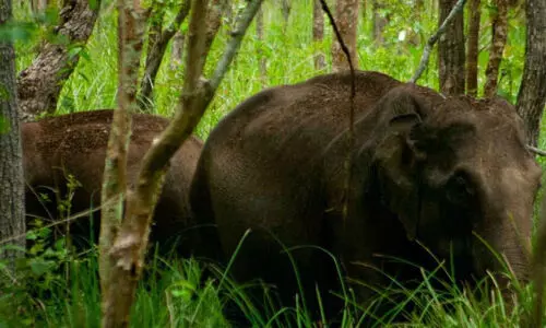 കുളത്തുമണ്ണിൽ വീണ്ടും കാട്ടാനയിറങ്ങി; ഉ​റ​ക്ക​മി​ല്ലാ​തെ നാ​ട്ടു​കാ​രും വ​ന​പാ​ല​ക​രും