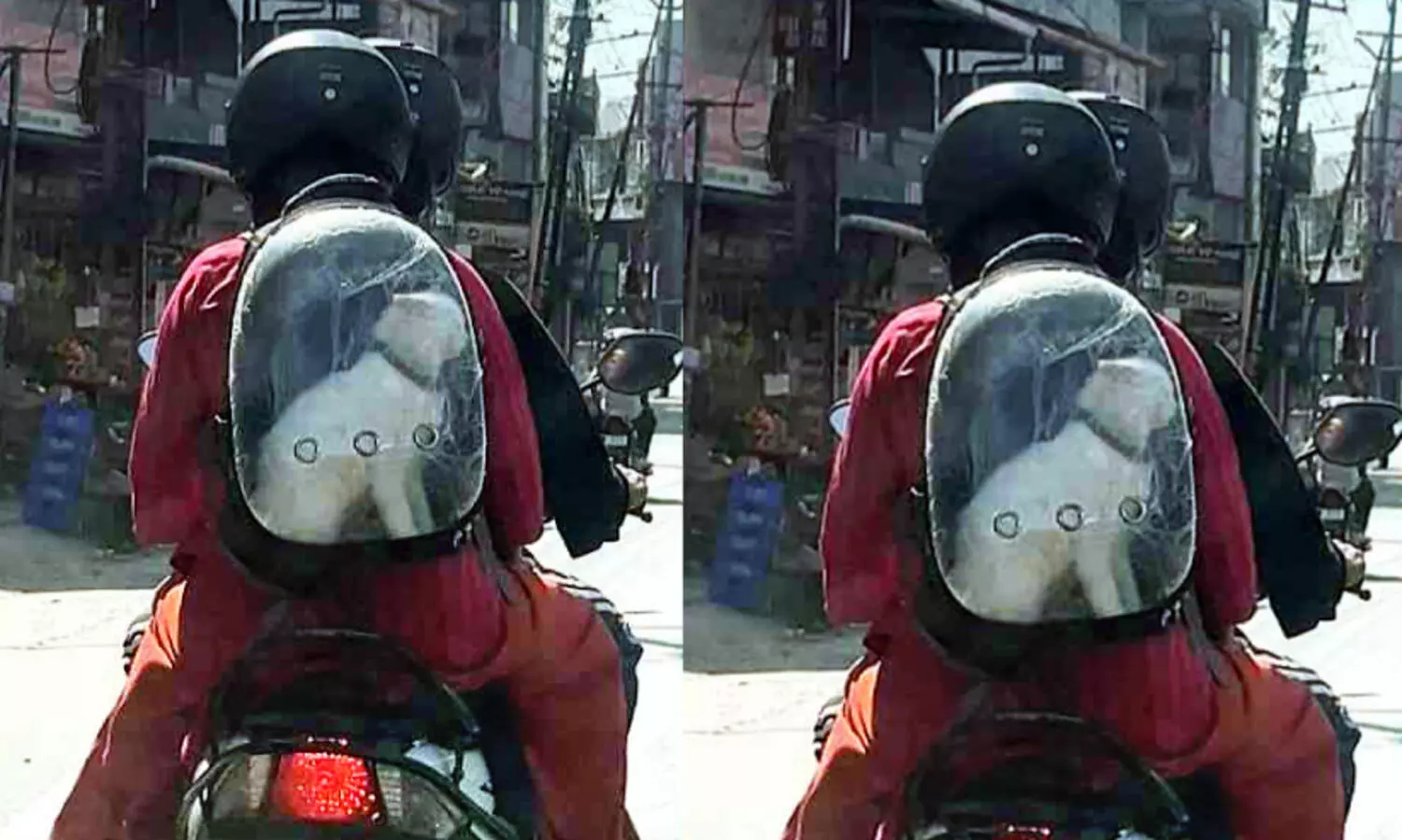 സ്കൂ​ട്ട​റി​ൽ ബാ​ഗി​ൽ ക​യ​റി നാ​ടു ചു​റ്റി​യ പൂ​ച്ച​യു​ടെ യാ​​ത്ര വൈ​റ​ൽ