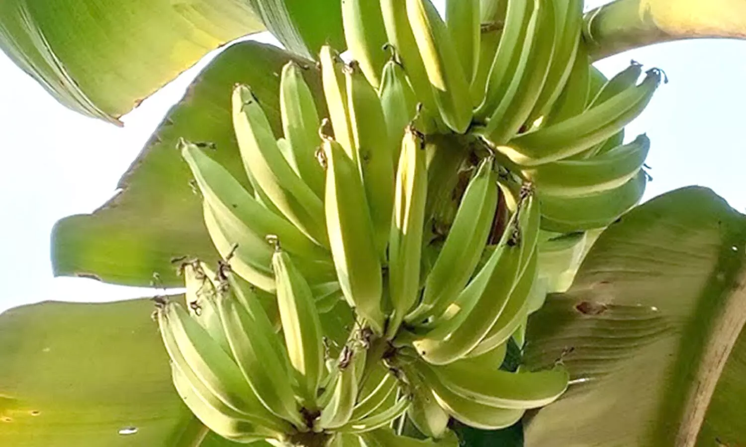 വാഴക്കുലയുടെ തൂക്കം വർധിപ്പിക്കാം, ഇക്കാര്യങ്ങൾ ചെയ്താൽ മതി...