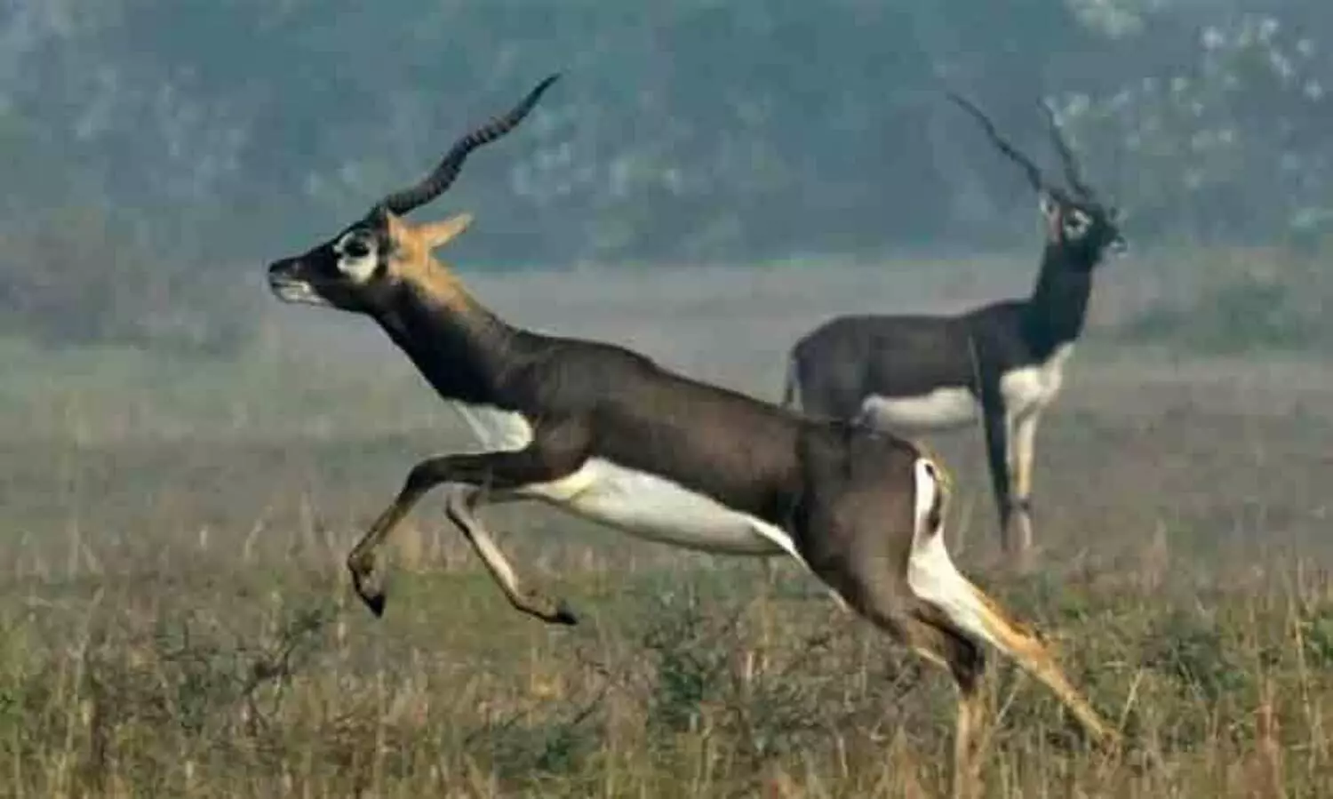 സംരക്ഷിത വനത്തിൽ സഫാരി, മൃഗവേട്ട; 60 കൃഷ്ണമൃഗങ്ങളെ കൊന്ന വൻ സംഘം പിടിയിൽ