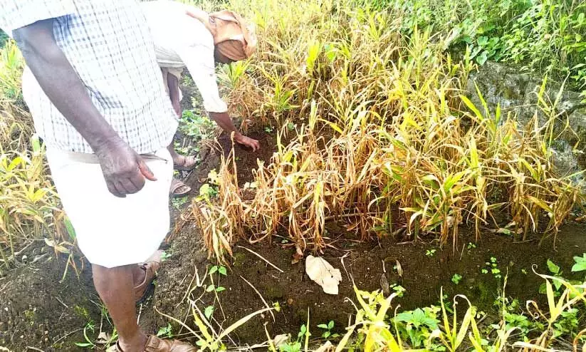 കാലാവസ്ഥ വ്യതിയാനം; ഇഞ്ചി, കുരുമുളക് കൃഷിയിൽ രോഗബാധ ഏറുന്നു