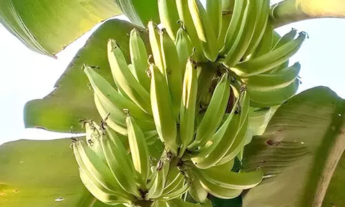വാഴക്കുലയുടെ തൂക്കം വർധിപ്പിക്കാം, ഇക്കാര്യങ്ങൾ ചെയ്താൽ മതി...