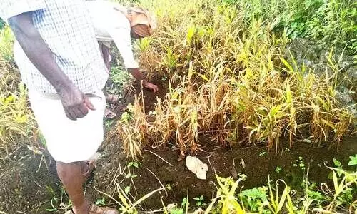 കാലാവസ്ഥ വ്യതിയാനം; ഇഞ്ചി, കുരുമുളക് കൃഷിയിൽ രോഗബാധ ഏറുന്നു