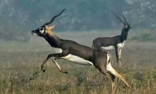 സംരക്ഷിത വനത്തിൽ സഫാരി, മൃഗവേട്ട; 60 കൃഷ്ണമൃഗങ്ങളെ കൊന്ന വൻ സംഘം പിടിയിൽ