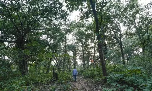 Protected trees at private land: Government clarifies as the draft of amendment sent for approval