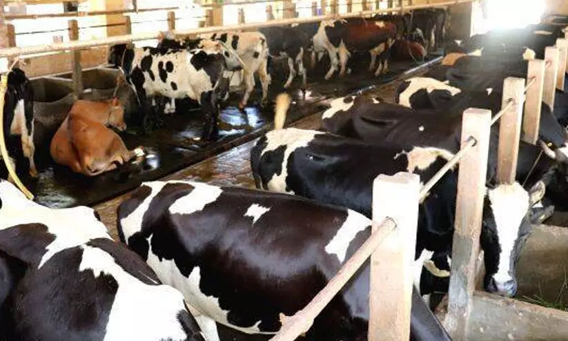 കുളമ്പുരോഗത്തിനെതിരെ ജാഗ്രത പുലര്‍ത്തണം