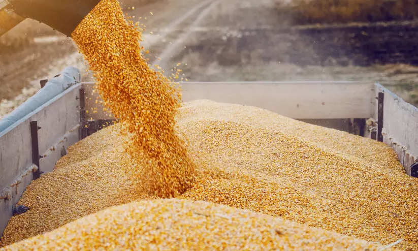 നെല്ല് സംഭരണത്തിൽ അനിശ്ചിതത്വം; സൂക്ഷിക്കാൻ കളങ്ങളൊരുക്കി കർഷകർ