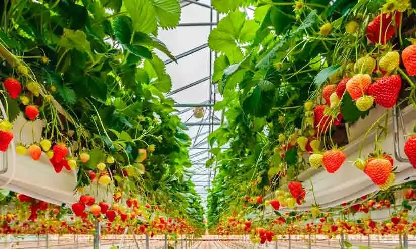 പച്ചക്കറി, പഴം കൃഷിയിൽ ആധുനിക ഡെച്ച് ഗ്രീൻ ഹൗസ് ടെക്നോളജി ഇന്ത്യയിലും, ഇനി എല്ലാ സീസണിലും നല്ല വിളവ് പച്ചക്കറി, പഴം കൃഷിയിൽ ആധുനിക ഡെച്ച് ഗ്രീൻ ഹൗസ് ടെക്നോളജി ഇന്ത്യയിലും, ഇനി എല്ലാ സീസണിലും നല്ല വിളവ്