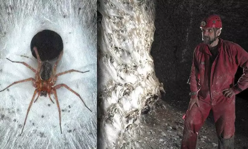 ഒരു വീടിന്റെ വലിപ്പം! ലോകത്തെ ഏറ്റവും വലിയ ചിലന്തി വല കണ്ടെത്തി ശാസ്​ത്രജ്ഞർ, നിർമിച്ചത് ലക്ഷത്തിലേറെ ചിലന്തികൾ...