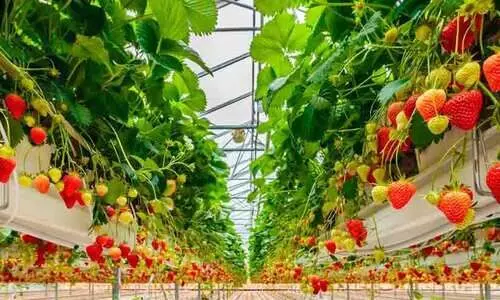 പച്ചക്കറി, പഴം കൃഷിയിൽ ആധുനിക ഡെച്ച് ഗ്രീൻ ഹൗസ് ടെക്നോളജി ഇന്ത്യയിലും, ഇനി എല്ലാ സീസണിലും നല്ല വിളവ്