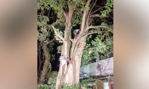 പ്രളയ ദുരന്തം: ഭൂമി പതിച്ച് നൽകണം; മരത്തിൽ കയറി ആത്മഹത‍്യ ഭീഷണിയുമായി ആദിവാസി യുവാക്കൾ