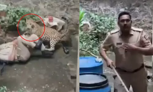 Police,Leopard,Capture,Stick,Escape,പുള്ളിപ്പുലി, പൊലീസ്, കോലാപുർ