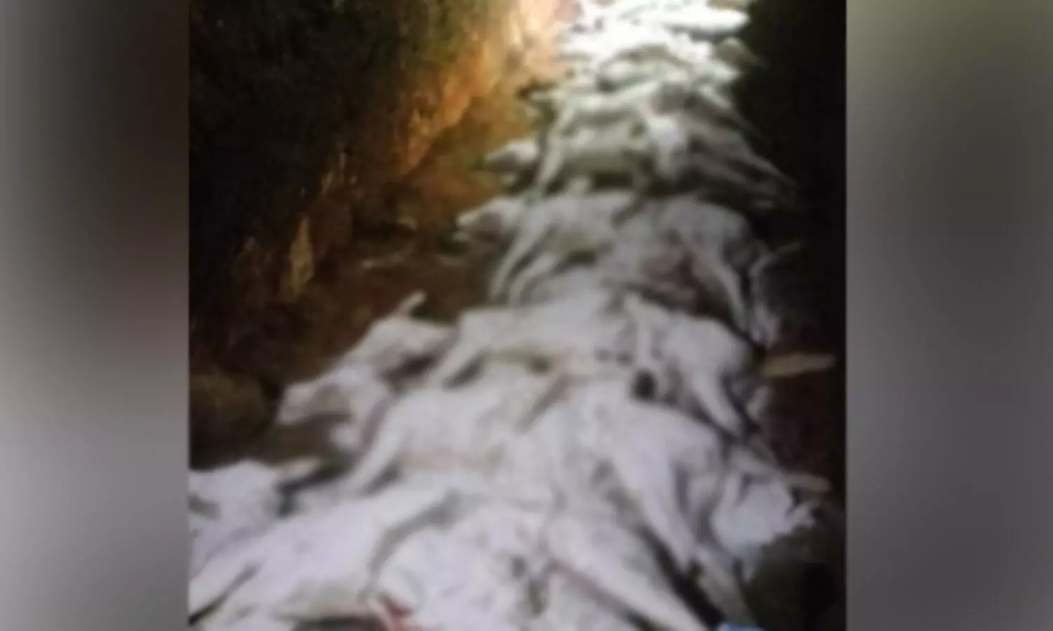 പുത്തൂർ സുവോളജിക്കൽ പാർക്കിൽ നായ്ക്കളുടെ ആക്രമണത്തിൽ പത്ത് മാനുകൾ ചത്തു