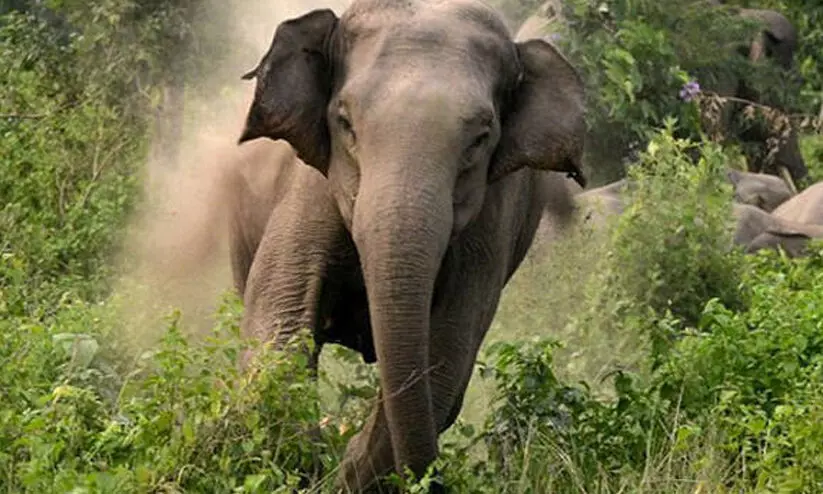 elephant