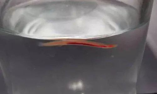 അപൂർവ ഭൂഗർഭ മത്സ്യം ‘പാതാള പൂന്താരകനെ’ കരുമലയിൽ കണ്ടെത്തി