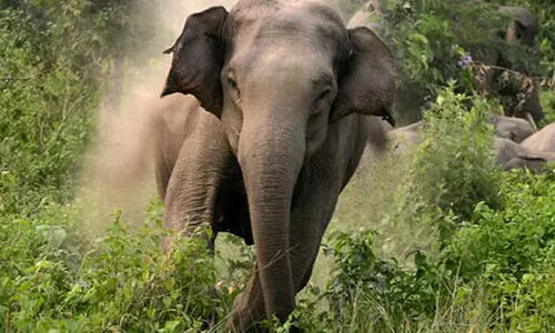 elephant elephant