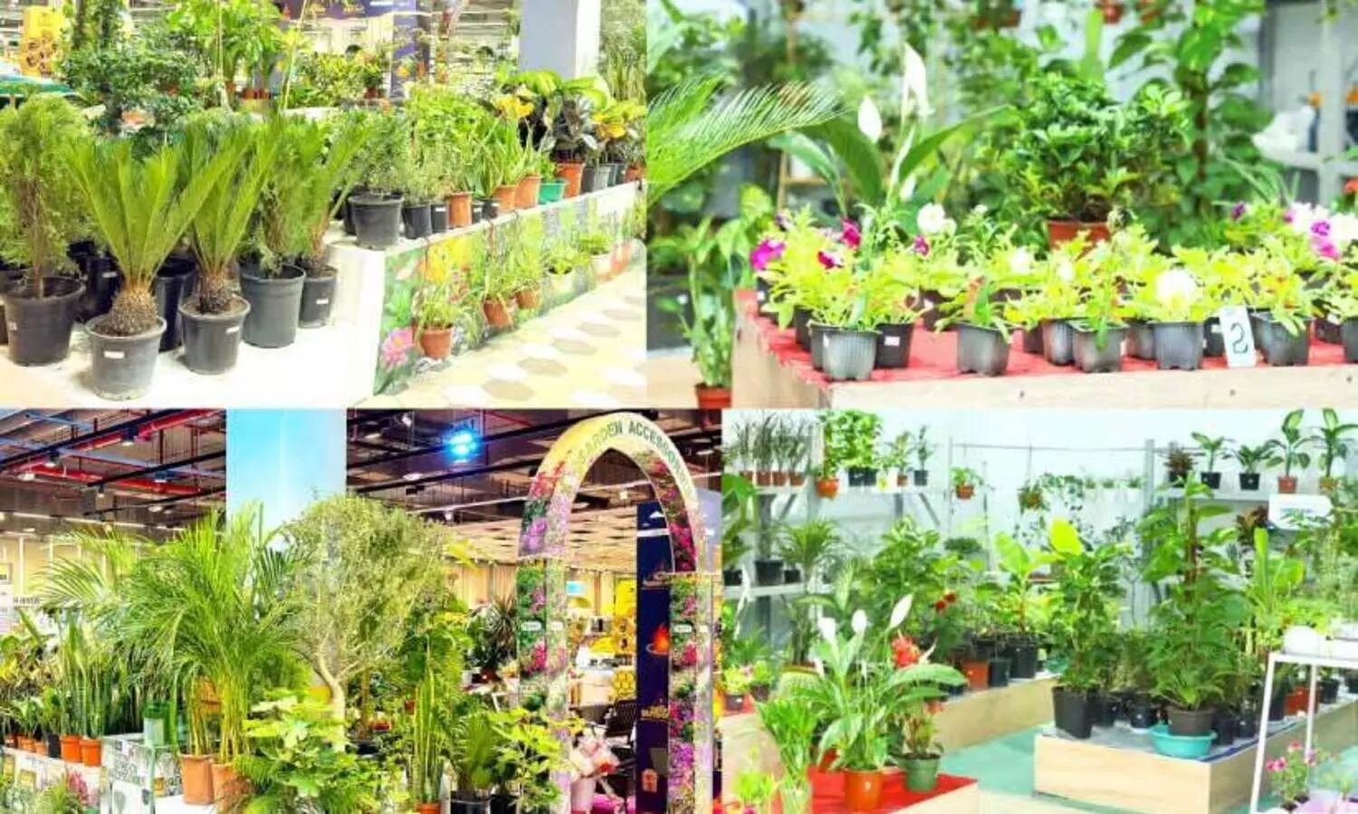 ലുലു ഹൈപ്പർമാർക്കറ്റിൽ ‘ലുലു ഗാർഡേനിയ’ പ്ലാന്റ് പ്രമോഷൻ ആരംഭിച്ചു