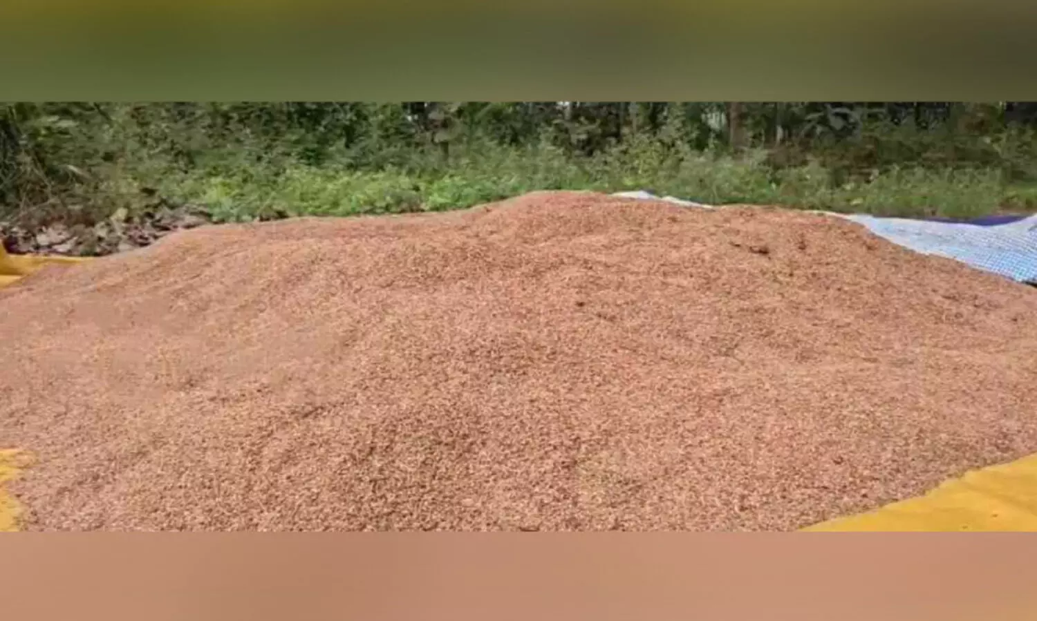 നെല്ല് സംഭരണം നിലച്ചു; ഹൃദയം നുറുങ്ങി കർഷകർ