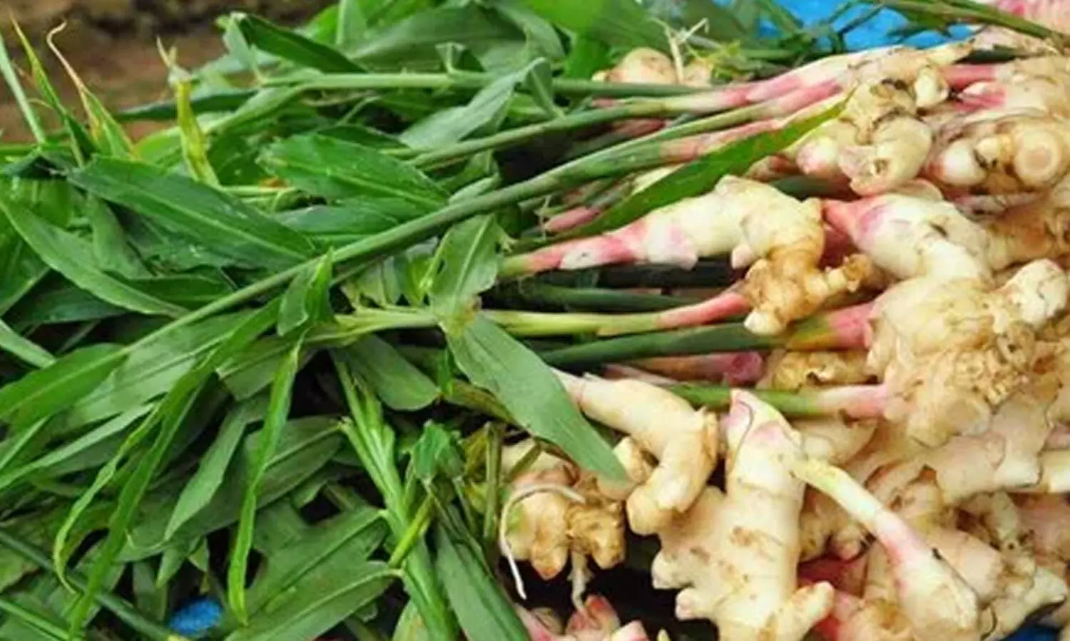 ഈ ട്രിക്കുകൾ പ്രയോഗിക്കൂ, ഇഞ്ചി ഗംഭീരമായി വിളവെടുക്കാം...