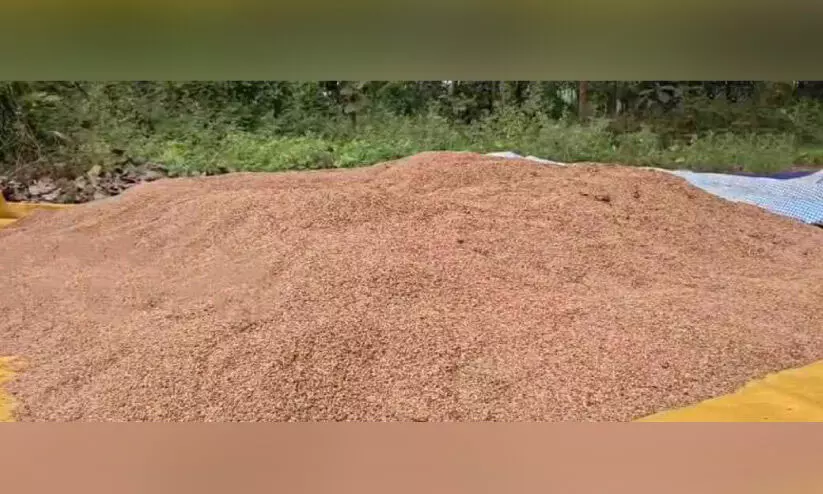 നെല്ല് സംഭരണം നിലച്ചു; ഹൃദയം നുറുങ്ങി കർഷകർ