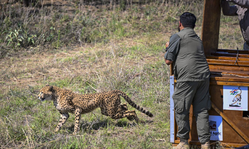 Eight Cheetahs ബൊട്സ്വാനയിൽനിന്ന് എട്ട് ചീറ്റകൾ ഇന്ത്യയിലേക്ക് | Eight cheetahs from ...