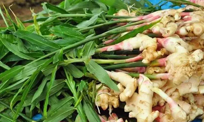 ഈ ട്രിക്കുകൾ പ്രയോഗിക്കൂ, ഇഞ്ചി ഗംഭീരമായി വിളവെടുക്കാം... ഈ ട്രിക്കുകൾ പ്രയോഗിക്കൂ, ഇഞ്ചി ഗംഭീരമായി വിളവെടുക്കാം...